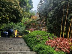 -十八棵（老龙井）御茶园(老龙井店)