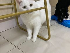 -鼓捣猫呢主题猫咖店
