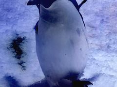 -上海海昌海洋公园