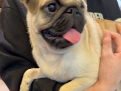 -帕帕拉兹宠物(亚洲旗舰店)