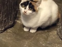 -猫猫幼稚园·撸猫·桌游·电玩