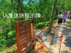 -上海佘山国家森林公园天马山园