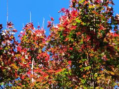 -百果园PAGODA(西四地铁站店)