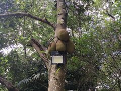 -曼丢傣家古寨