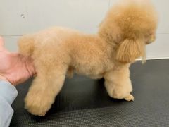 -comecome来吧宠物(奥克斯中心店)