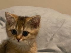 -糯米喵星人总部直营旗舰店·猫舍·幼猫出售