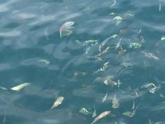 -东姑阿都拉曼海洋公园