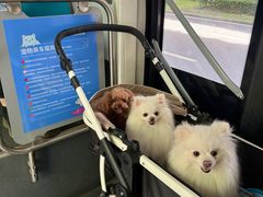 -帕帕拉兹宠物(亚洲旗舰店)