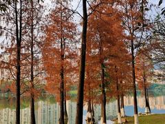 -飞来湖湿地公园