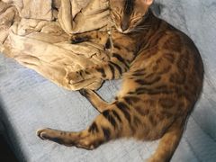 -李小姐の猫咖啡馆(五角场店)