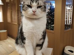 -CAT’S MEWSTAR CAFE·喵星球猫屋(晴湾咖啡店)