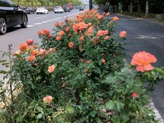 -杨高南路(地铁站)