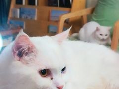 -MOYOYO猫咪咖啡店