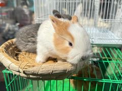 -哈尔滨道外花鸟鱼市场