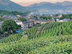 -龙坞茶村