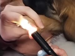 -瑞派福兴宠物医院犬猫全科·骨科·中西医结合(河东店)