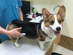 -美联众合动物医院·24h京西诊疗中心