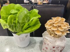 -烹然四季椰子鸡火锅(团结湖总店)