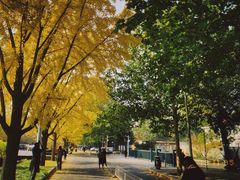 -三里屯东五街银杏大道