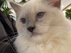 -喵喵咪呀布偶猫咖(春熙路店)