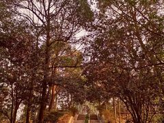 -茶颜悦色(岳麓山顶店)