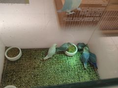 -帕帕拉兹宠物(亚洲旗舰店)