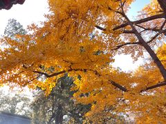 -红螺寺