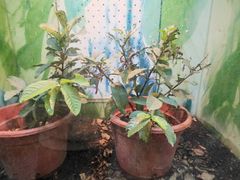 -上海大自然野生昆虫馆