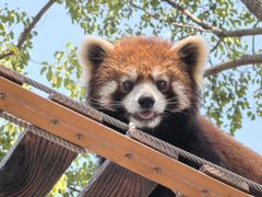 -上海野生动物园老虎餐厅