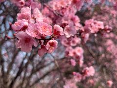 -洛阳市隋唐城遗址植物园