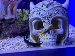 -上海海昌海洋公园