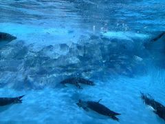 -帝企鹅自助餐厅•儿童岛•真企鹅(长隆企鹅酒店)