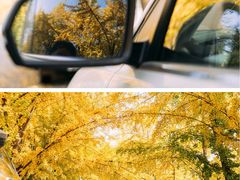 -三里屯东五街银杏大道