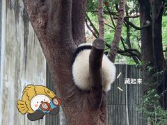 -成都大熊猫繁育研究基地