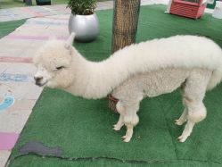 -萌宠亲子动物乐园(槐房万达店)