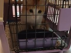 -御宝贝·A梦猫科宠物医院(国际猫友好医院)