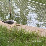 园子里禁止投喂 总有执勤人员盯着乱投喂