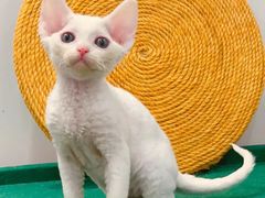 -袖虎·猫馆(体育西路店)