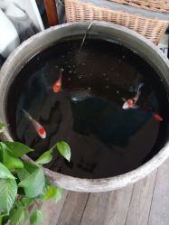 -艾米丽儿童摄影