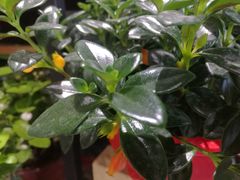 -山东嘉汇文化用品有限公司张店凤凰国际分公司(新村西路店)