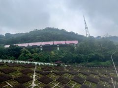 -李子坝梁山鸡(李子坝大鸡哥店)