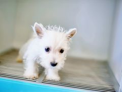 -萌宠之家·腊肠犬·马尔泰·小体犬舍