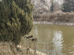 -长白岛森林公园