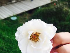 -亚龙湾国际玫瑰谷