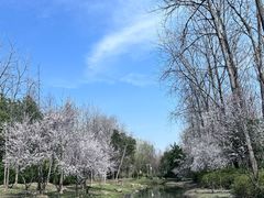 -合肥滨湖国家森林公园