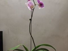 -桂林市花鸟市场