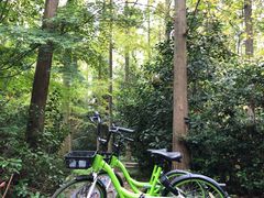 -东平国家森林公园