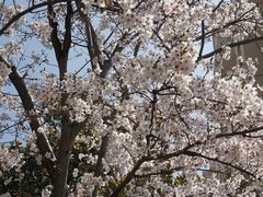 -高东镇樱花园