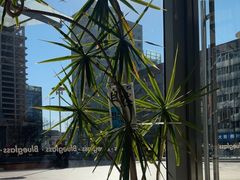 -Blueglass酸奶(财富购物中心店)