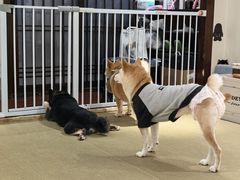 -逗柴咖啡屋·狗咖猫咖宠物桌游